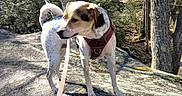 Mya Mango Martin is registered to the contest to win money with this photo: dog, leash, harness, rock, forest, trees, outdoor, nature, sunlight, canine, animal, curious, brown, white, daylight, walking, pet, adventure, wilderness, exploring