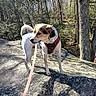dog, leash, harness, rock, forest, trees, outdoor, nature, sunlight, canine, animal, curious, brown, white, daylight, walking, pet, adventure, wilderness, exploring