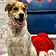 Mya Mango Martin joined the competition — help win amazing prizes! dog, flower_collar, valentine, heart_garland, plush_pillow, red_rose_pillow, white_heart_pillow, love_you_text, fluffy_rug, indoor, pet, happy, smiling, decorations, cute, portrait, window, brick_wall, animal, celebration