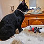 animal, bed, black_cat, blanket, cat, collar, cozy, decor, domestic, donkey_toy, fur, furniture, home, indoor, mirror, person, pet, reflection, stuffed_toy, wooden_dresser