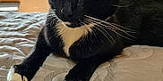 Nandoor is registered to the contest to win money with this photo: cat, tuxedo_cat, black_and_white, pet, indoor, bed, blanket, whiskers, yellow_eyes, window, sunlight, wooden_headboard, feline, relaxed, close_up, animal, paw, mammal, domestic_animal, portrait