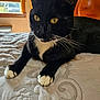animal, bed, black_and_white, blanket, cat, close_up, domestic_animal, feline, indoor, mammal, paw, pet, portrait, relaxed, sunlight, tuxedo_cat, whiskers, window, wooden_headboard, yellow_eyes
