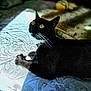 Nandoor joined the competition — help win amazing prizes! animal, bedspread, black_cat, cat, closeup, collar, curious, domestic_cat, feline, indoor, laying_down, pattern, pet, relaxing, resting, soft_light, sunlight, texture, whiskers, yellow_eyes