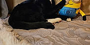 Nandoor joined the competition — help win amazing prizes! animal, bed, black, black_cat, blanket, cat, couch, cozy, furniture, indoor, minion, pet, pillow, plush_toy, relaxing, soft_toy, whiskers, white, window, yellow