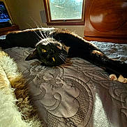 Nandoor is registered to the contest to win money with this photo: animal, bed, bedspread, black_cat, cat, comfort, cozy, fur, home, indoor, patterned, pet, relaxing, shadow, stretching, sunlight, whiskers, window, wooden_furniture, yellow_eyes