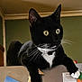 Nandoor is registered to the contest to win money with this photo: animal, black_cat, cat, close_up, collar, curious, domestic_cat, feline, fur, green_wall, household, indoor, magnet, note, pet, refrigerator, resting, whiskers, white_paws, yellow_eyes