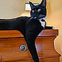 cat, black_cat, white_paws, whiskers, draped_paw, wooden_dresser, lamp, indoor, feline, pet, domestic_cat, relaxed, curious, yellow_eyes, collar, home_interior, furniture, resting, side_view, cozy