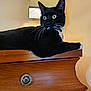 cat, tuxedo_cat, black_cat, white_paws, whiskers, wooden_dresser, lamp, indoor, furniture, pet, animal, alert, wide_eyes, relaxed, cozy, home, domestic_cat, resting, curious, yellow_light