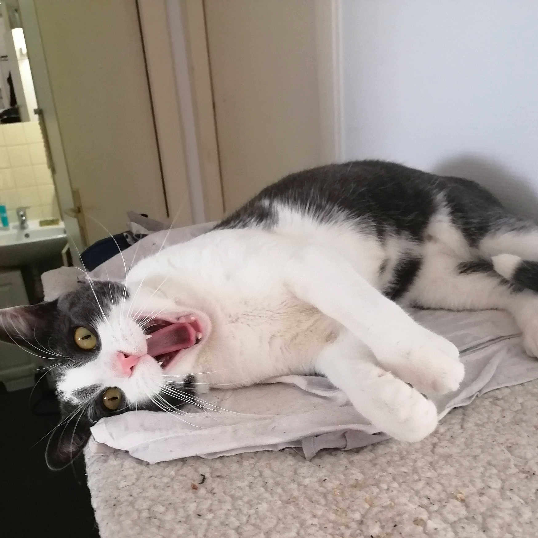 Shadow participe au concours pour gagner de l'argent avec cette photo : animal, cat, curious, domestic, eyes, feline, fur, gray, home, indoor, laying_down, mouth_open, pet, pink_nose, playful, resting, soft_surface, whiskers, white, yawning
