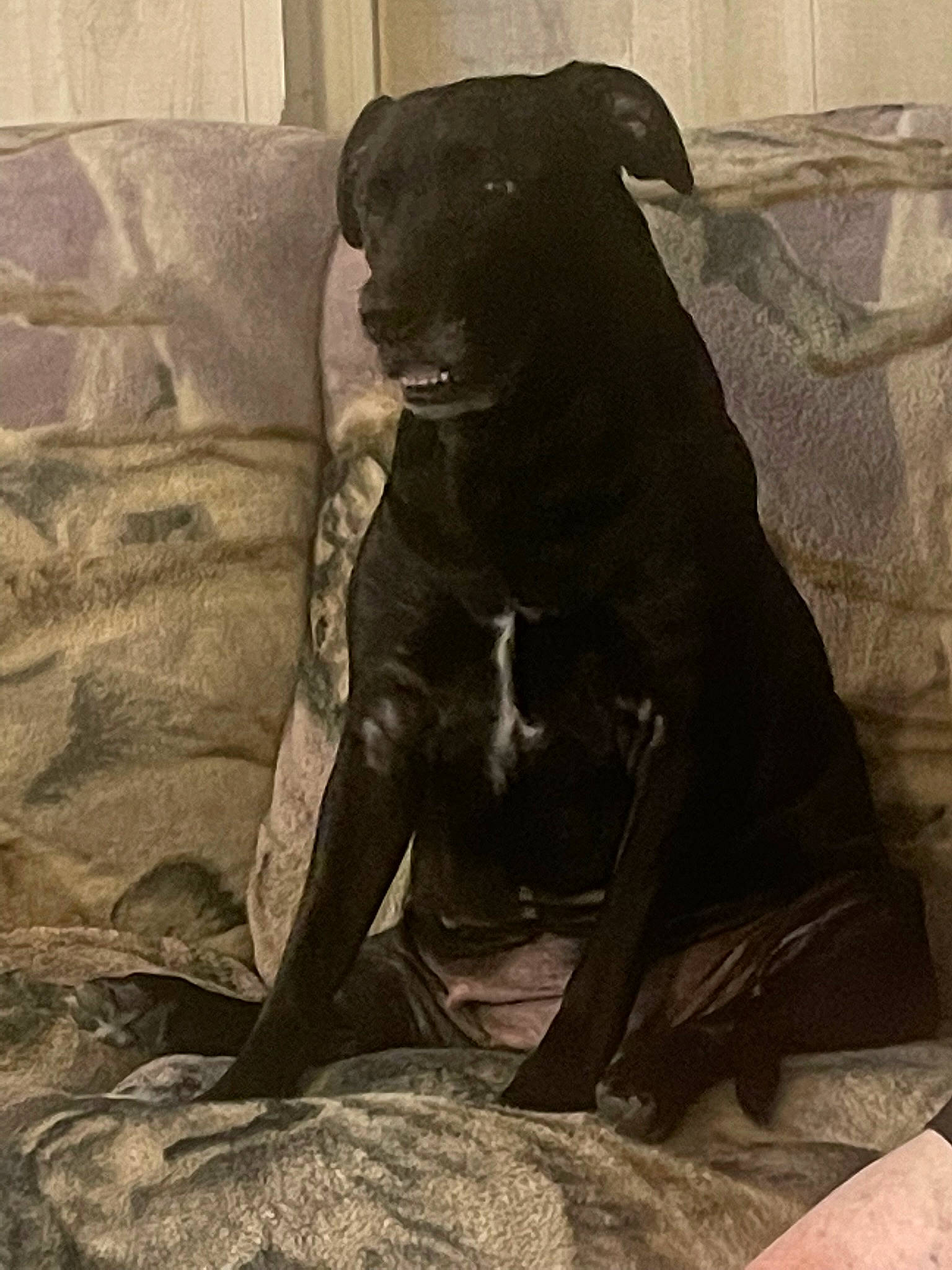 Maggie is registered to the contest to win money with this photo: art, borador, canidae, carnivore, comfort, companion_dog, dog, dog_breed, fawn, guard_dog, gun_dog, liver, non_sporting_group, sitting, snout, sporting_group, terrestrial_animal, tints_and_shades, whiskers, working_animal