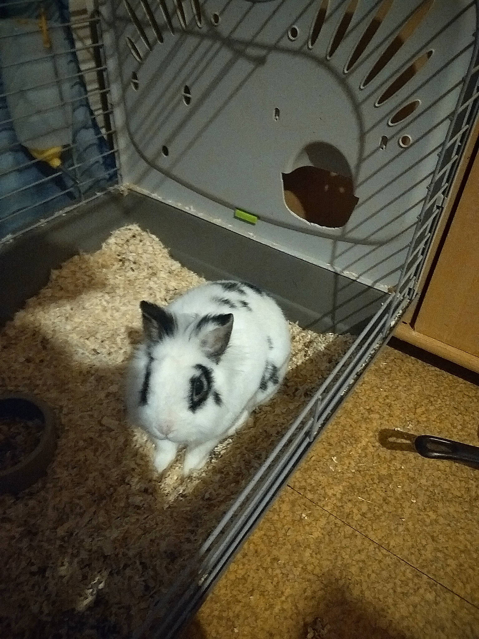 Speed participe au concours pour gagner de l'argent avec cette photo : animal_shelter, cage, cat, chinchilla, domestic_rabbit, fur, hamster, rabbit, rabbits_and_hares, rodent, whiskers