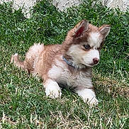 Dior a rejoint le concours — aidez-le/la à gagner de superbes lots ! puppy, dog, canine, fluffy, brown_and_white, grass, outdoor, garden, stone_wall, lying_down, sitting, blue_collar, small_dog, young_animal, fur, ears, paws, tail, portrait, backyard