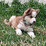 backyard, blue_collar, brown_and_white, canine, dog, ears, fluffy, fur, garden, grass, lying_down, outdoor, paws, portrait, puppy, sitting, small_dog, stone_wall, tail, young_animal