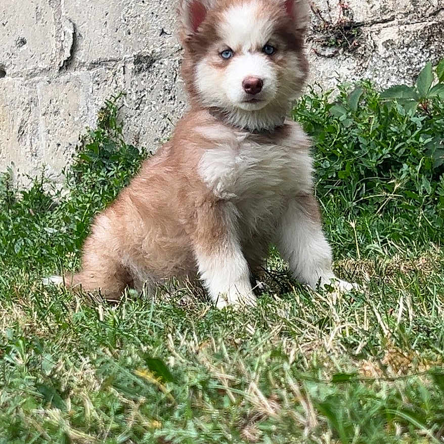 Dior participe au concours pour gagner de l'argent avec cette photo : puppy, dog, canine, fluffy, sitting, outdoor, grass, garden, stone_wall, greenery, portrait, blue_eyes, brown_and_white, white_chest, pointed_ears, fur, young_animal, cute, looking_at_camera, nature