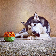 Mawuk a rejoint le concours — aidez-le/la à gagner de superbes lots ! animal, brown_wall, canine, chewing, companion, cute, dog, floor, fur, husky, indoor, lying_down, paw, pet, play, relaxed, resting, snout, texture, toy