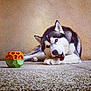 animal, brown_wall, canine, chewing, companion, cute, dog, floor, fur, husky, indoor, lying_down, paw, pet, play, relaxed, resting, snout, texture, toy