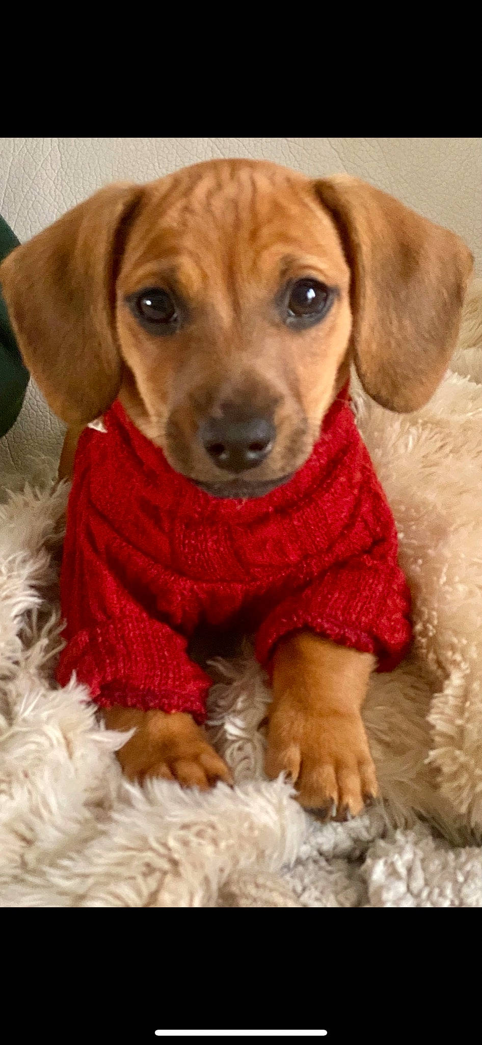 George joined the competition — help win amazing prizes! canidae, carnivore, companion_dog, dog, dog_breed, dog_clothes, dog_supply, fawn, fur, hound, liver, mammal, pattern, pet_supply, smile, snout, sporting_group, vertebrate, whiskers, working_animal