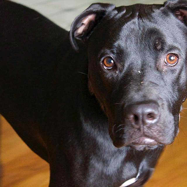 Koda is registered to the contest to win money with this photo:
