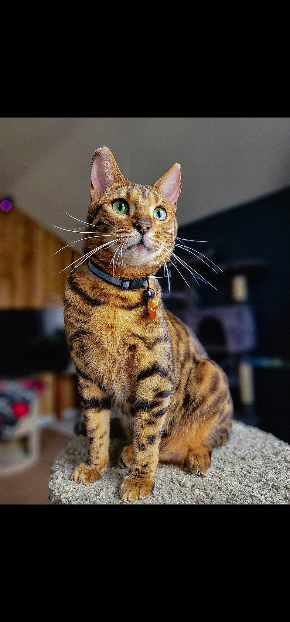 Whiskey joined the competition — help win amazing prizes! carnivore, cat, claw, domestic_short_haired_cat, fawn, felidae, fur, paw, sitting, small_to_medium_sized_cats, snout, tail, terrestrial_animal, whiskers, wildlife