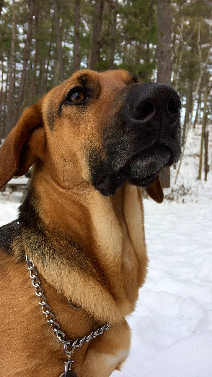 Honey joined the competition — help win amazing prizes! canidae, carnivore, collar, companion_dog, dog, dog_breed, dog_collar, fawn, freezing, ice, leash, liver, pet_supply, snout, snow, sporting_group, tan, whiskers, winter, working_animal