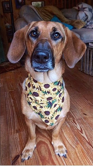 Honey joined the competition — help win amazing prizes! brown, carnivore, collar, dog, dog_breed, dog_supply, fawn, floor, flooring, hardwood, iris, liver, mammal, pet_supply, snout, vertebrate, whiskers, wood, wood_flooring, wood_stain