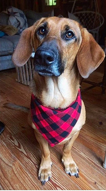 Honey joined the competition — help win amazing prizes! brown, carnivore, collar, companion_dog, couch, dog, dog_breed, dog_supply, fawn, floor, flooring, hardwood, laminate_flooring, pet_supply, snout, whiskers, wood, wood_flooring, wood_stain, working_animal