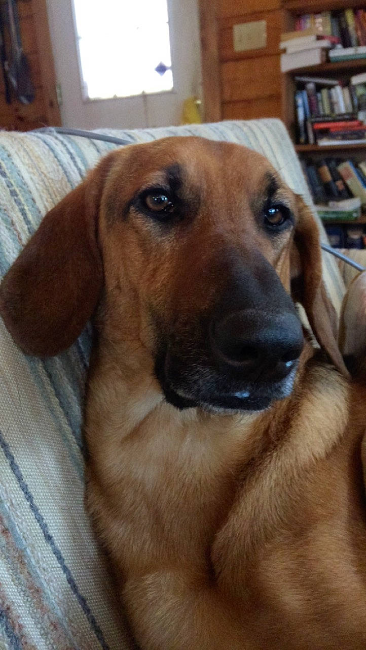 Honey is registered to the contest to win money with this photo: beige, bookcase, canidae, carnivore, companion_dog, dog, dog_breed, fawn, hardwood, linens, liver, shelf, shelving, snout, sporting_group, tan, whiskers, wood, working_animal, working_dog