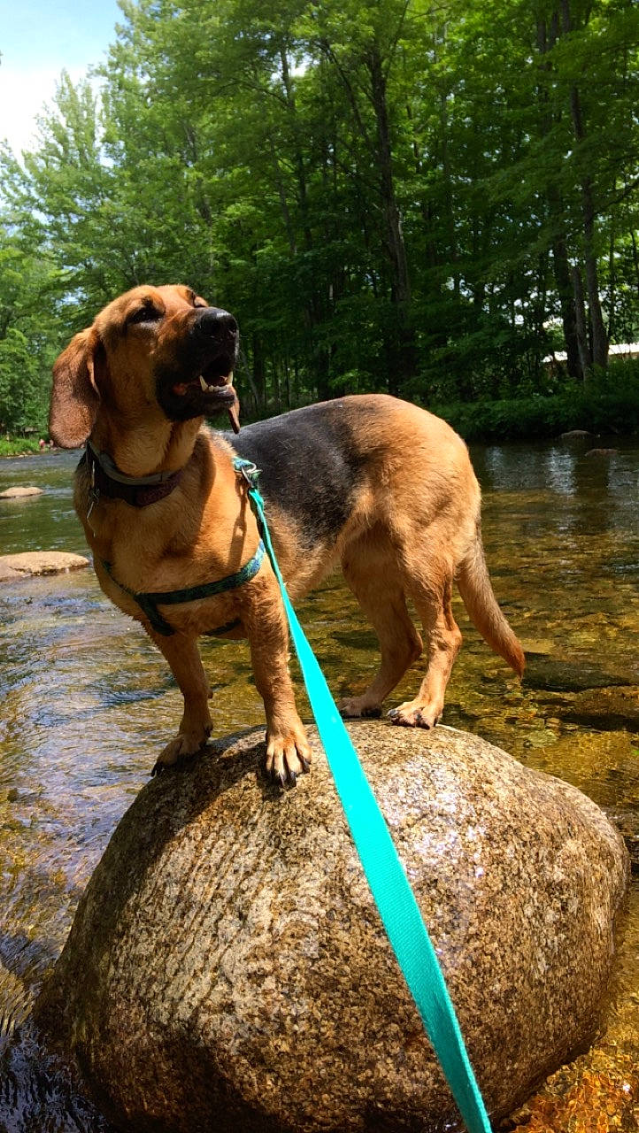 Honey joined the competition — help win amazing prizes! canidae, carnivore, collar, companion_dog, dog, dog_breed, dog_collar, dog_supply, fawn, forest, jungle, liver, old_growth_forest, riparian_forest, snout, sporting_group, sunlight, watercourse, woodland, working_animal