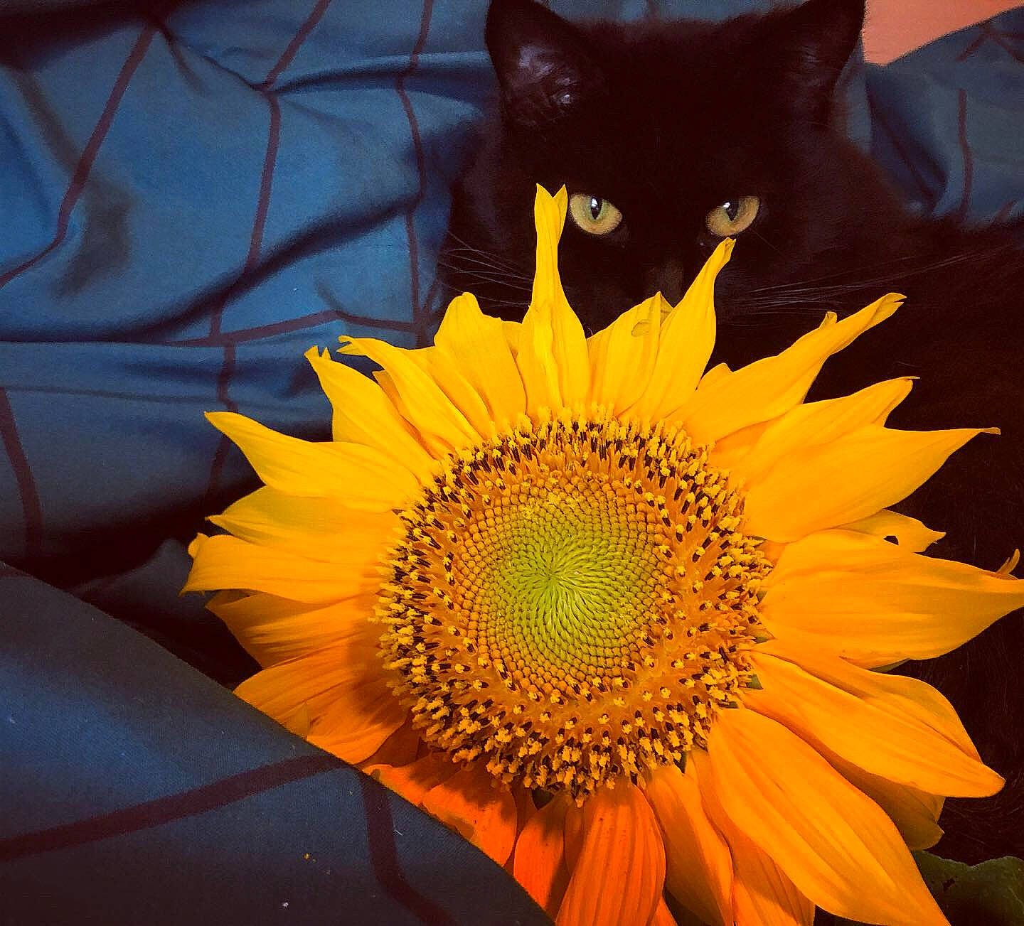 Winnie is registered to the contest to win money with this photo: amber, annual_plant, black_cat, carnivore, cat, close_up, daisy_family, felidae, flower, flowering_plant, herbaceous_plant, macro_photography, orange, petal, pollen, small_to_medium_sized_cats, sunflower, whiskers, yellow
