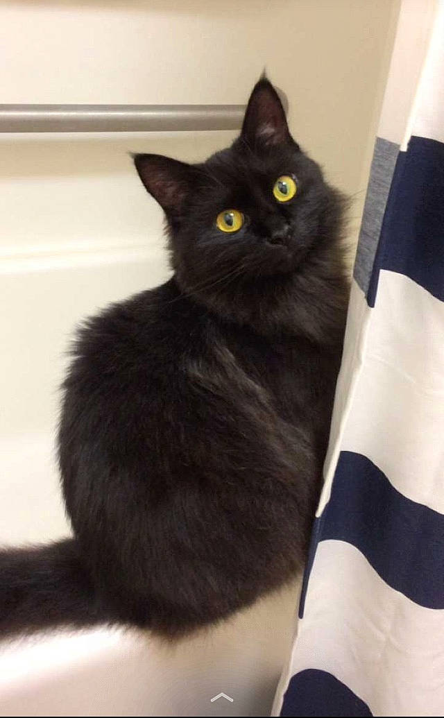 Winnie is registered to the contest to win money with this photo: black, black_cat, bombay, carnivore, cat, domestic_short_haired_cat, felidae, flag, fur, pet_supply, small_to_medium_sized_cats, tail, vertebrate, whiskers, yellow