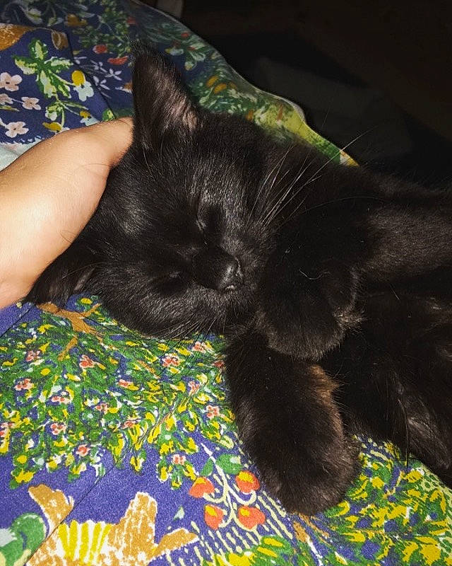 Winnie is registered to the contest to win money with this photo: black_cat, carnivore, cat, claw, comfort, felidae, fur, nap, small_to_medium_sized_cats, vertebrate, whiskers