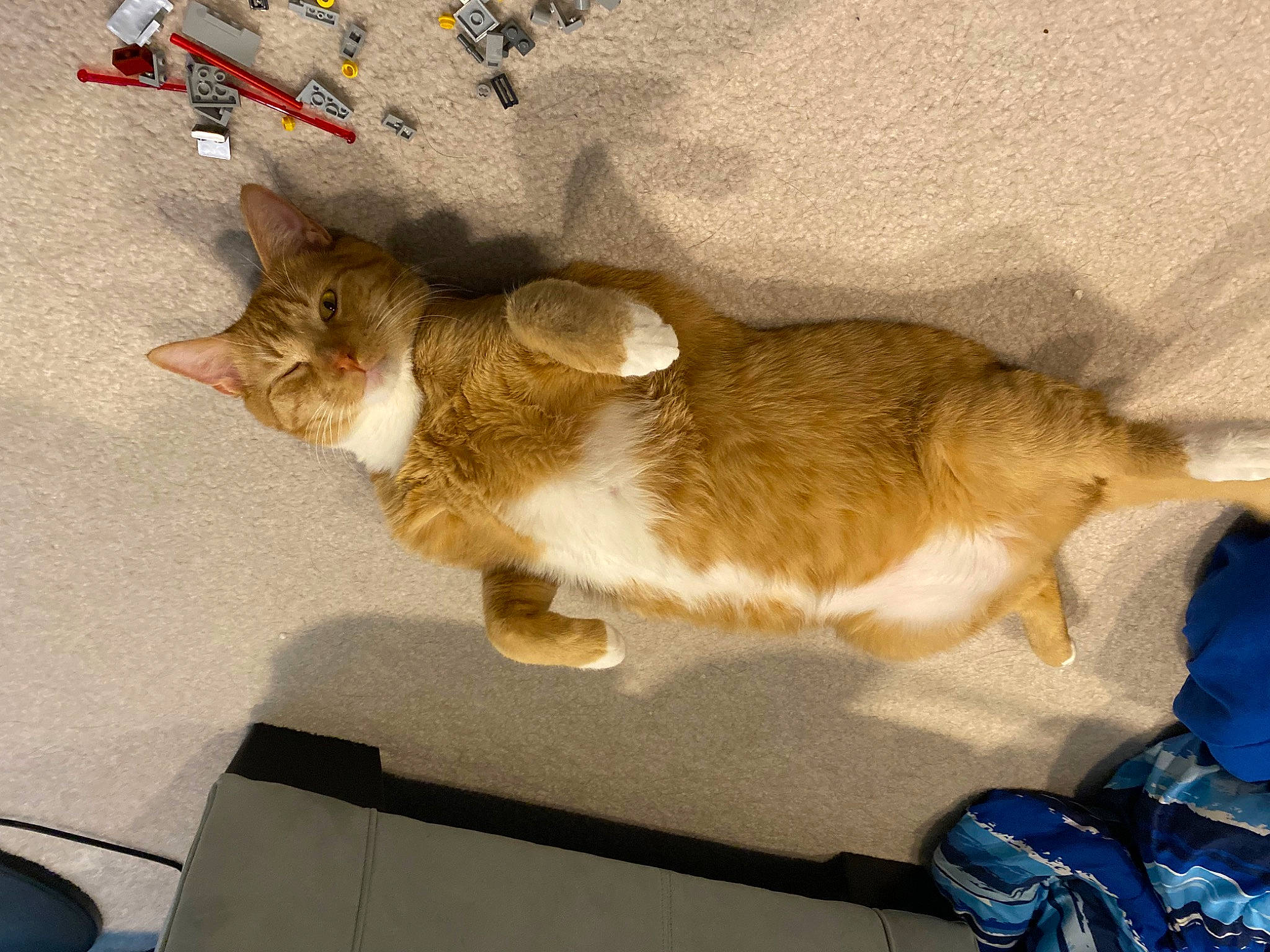 Curry joined the competition — help win amazing prizes! carnivore, cat, claw, comfort, domestic_short_haired_cat, fawn, felidae, fur, lap, paw, small_to_medium_sized_cats, tail, whiskers, window, wood