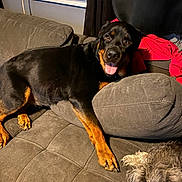 Bella joined the competition — help win amazing prizes! dog, dogs, rottweiler, small_dog, black_and_tan, pet, animal, couch, sofa, indoor, living_room, blanket, air_conditioner, brown, black, gray, lying_down, sitting, tongue_out, portrait
