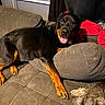 dog, dogs, rottweiler, small_dog, black_and_tan, pet, animal, couch, sofa, indoor, living_room, blanket, air_conditioner, brown, black, gray, lying_down, sitting, tongue_out, portrait