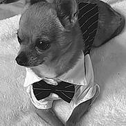 Vicci a rejoint le concours — aidez-le/la à gagner de superbes lots ! dog, chihuahua, pet, animal, tuxedo, bow_tie, clothing, cute, small_dog, lying_down, paws, crossed_paws, fur, blanket, indoors, portrait, looking_away, cozy, soft_texture, domestic_animal