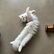 Mia participe au concours pour gagner de l'argent avec cette photo : cat, white_cat, fluffy_fur, pet, indoor, floor, collar, pink_collar, relaxed, stretched_out, animal, cute, feline, domestic_cat, lying_down, paw, whiskers, tail, footwear, slipper