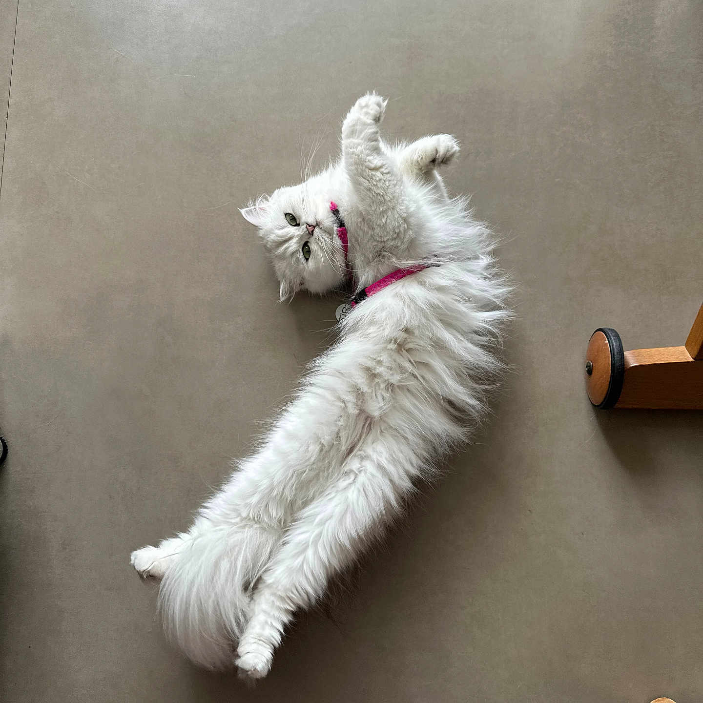 Mia participe au concours pour gagner de l'argent avec cette photo : cat, white_cat, fluffy_fur, pet, indoor, floor, collar, pink_collar, relaxed, stretched_out, animal, cute, feline, domestic_cat, lying_down, paw, whiskers, tail, footwear, slipper