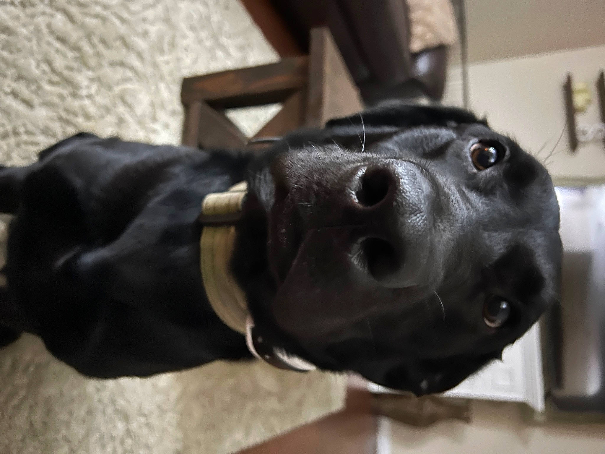 Ziggy joined the competition — help win amazing prizes! auto_part, borador, canidae, carnivore, collar, companion_dog, dog, dog_breed, dog_collar, fashion_accessory, fur, helmet, personal_protective_equipment, pet_supply, snout, sporting_group, sports_equipment, whiskers, wood, working_animal