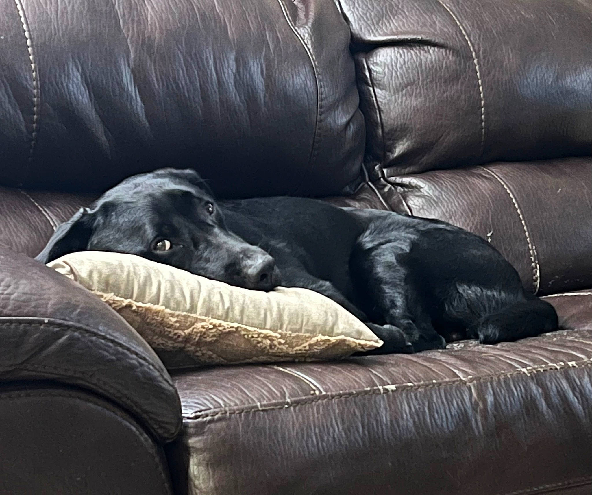 Ziggy is registered to the contest to win money with this photo: brown, canidae, carnivore, comfort, companion_dog, couch, dog, dog_breed, fawn, flooring, furniture, living_room, mammal, snout, sofa_bed, sporting_group, studio_couch, tints_and_shades, vertebrate, working_animal