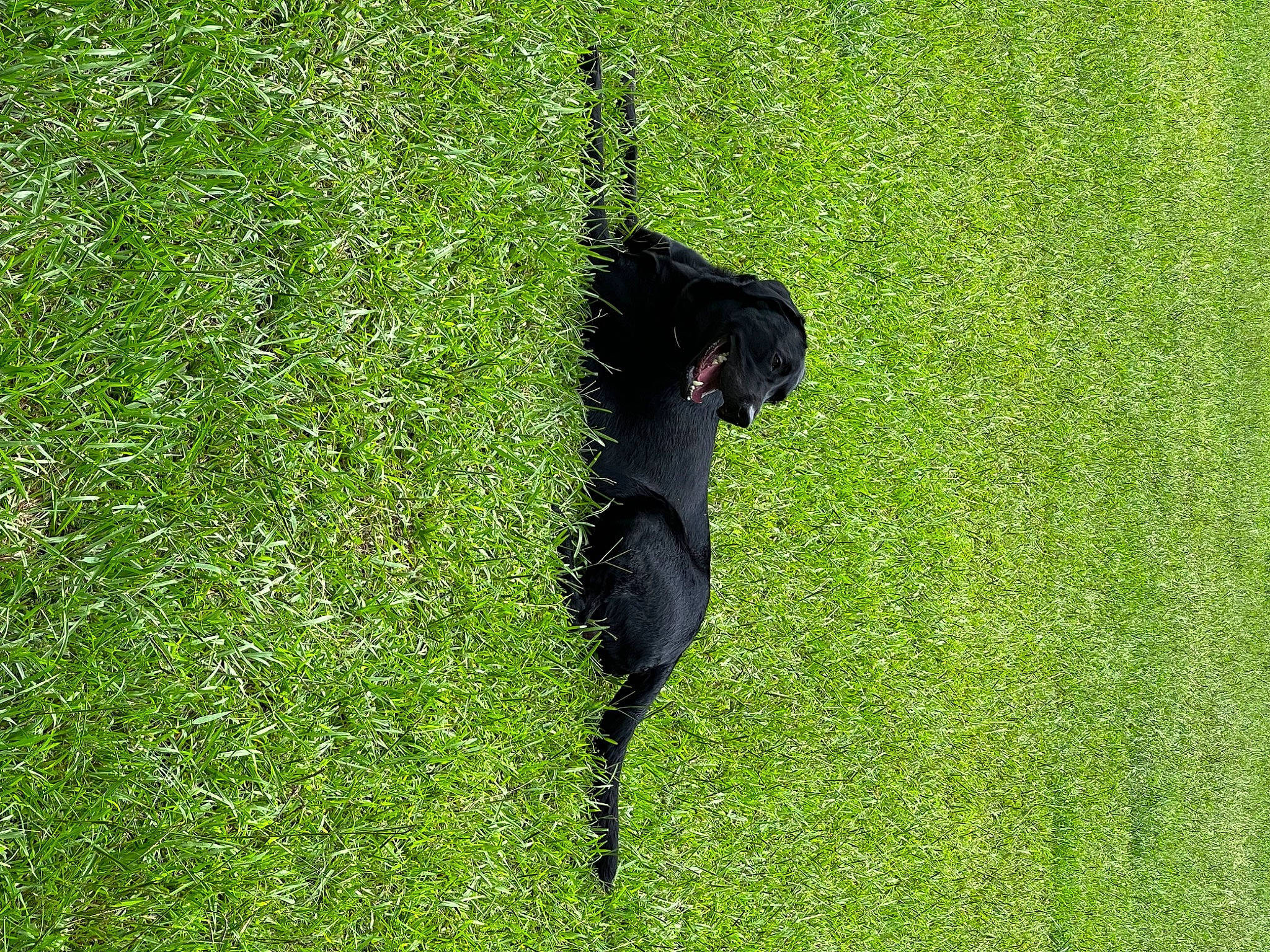 Ziggy joined the competition — help win amazing prizes! artificial_turf, beak, canidae, crow_like_bird, dog_breed, grass, grass_family, grassland, groundcover, lawn, leaf, meadow, pasture, people_in_nature, plant, shadow, shrub, tail, terrestrial_animal, tree