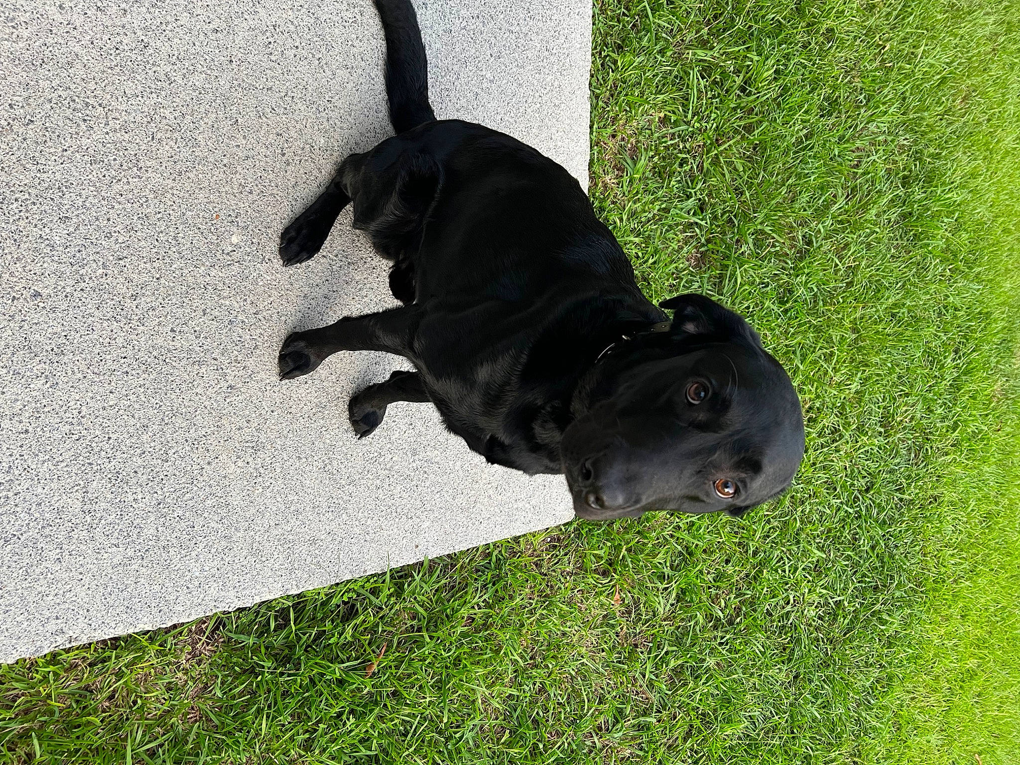 Ziggy is registered to the contest to win money with this photo: borador, canidae, carnivore, companion_dog, dog, dog_breed, fawn, grass, guard_dog, hunting_dog, non_sporting_group, plant, shadow, snout, sporting_group, tail, terrestrial_animal, working_animal