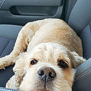 Beau joined the competition — help win amazing prizes! dog, pet, car_interior, seat, resting, relaxed, closeup, canine, fur, nose, eyes, head, armrest, comfort, leather, stitching, vehicle, domestic_animal, mammal, companion