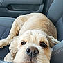 dog, pet, car_interior, seat, resting, relaxed, closeup, canine, fur, nose, eyes, head, armrest, comfort, leather, stitching, vehicle, domestic_animal, mammal, companion