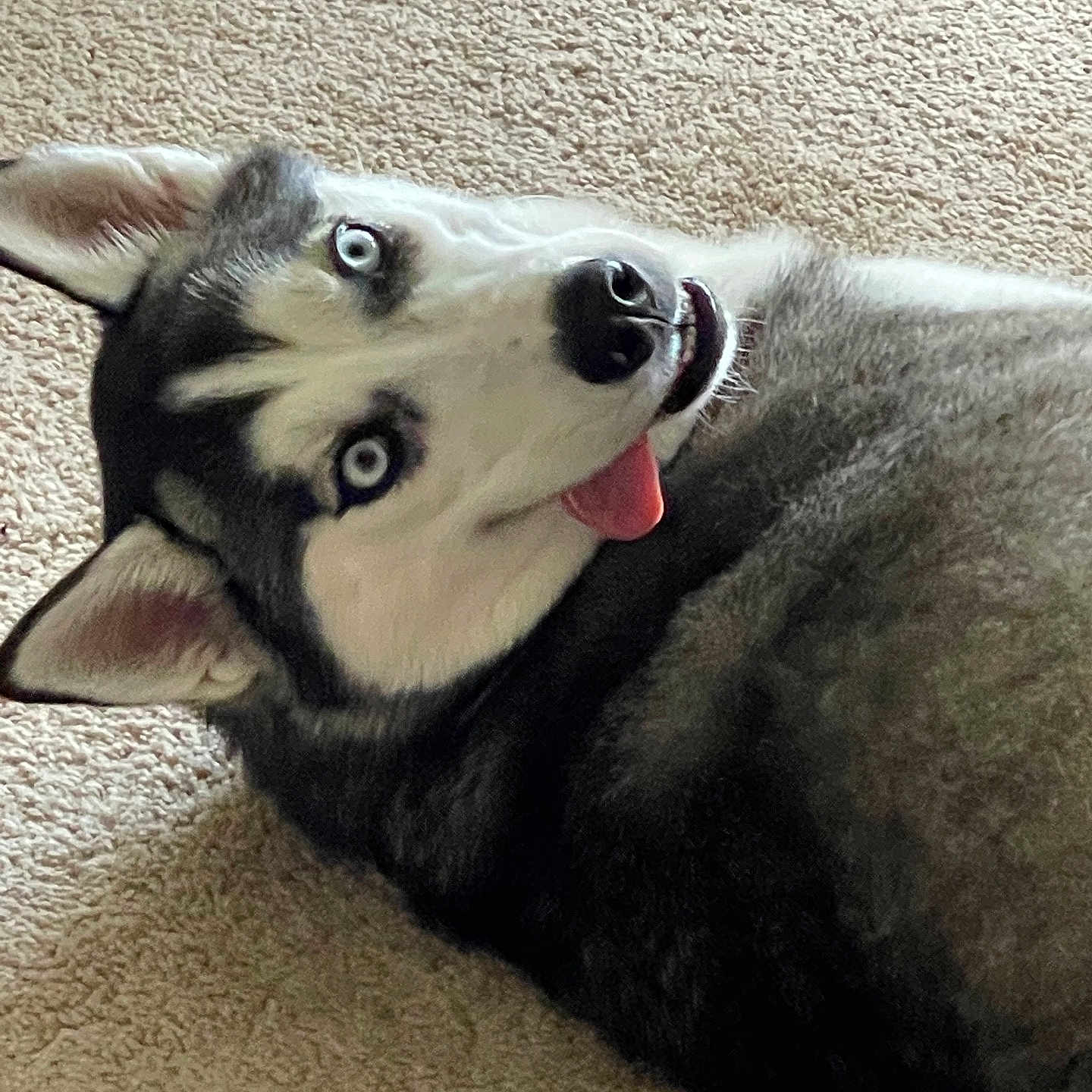 Rias is registered to the contest to win money with this photo: dog, husky, blue_eyes, tongue_out, pet, animal, canine, fur, indoor, carpet, laying_down, cute, playful, happy, mammal, portrait, closeup, domestic_animal, friendly, house