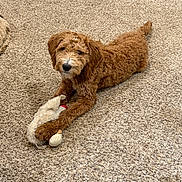 Freedom is registered to the contest to win money with this photo: animal, brown, carpet, cute, dog, domestic_animal, floor, fluffy, fur, home, indoor, laying_down, looking_at_camera, paw, pet, puppy, relaxed, stuffed_animal, toy, young_dog
