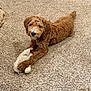 animal, brown, carpet, cute, dog, domestic_animal, floor, fluffy, fur, home, indoor, laying_down, looking_at_camera, paw, pet, puppy, relaxed, stuffed_animal, toy, young_dog