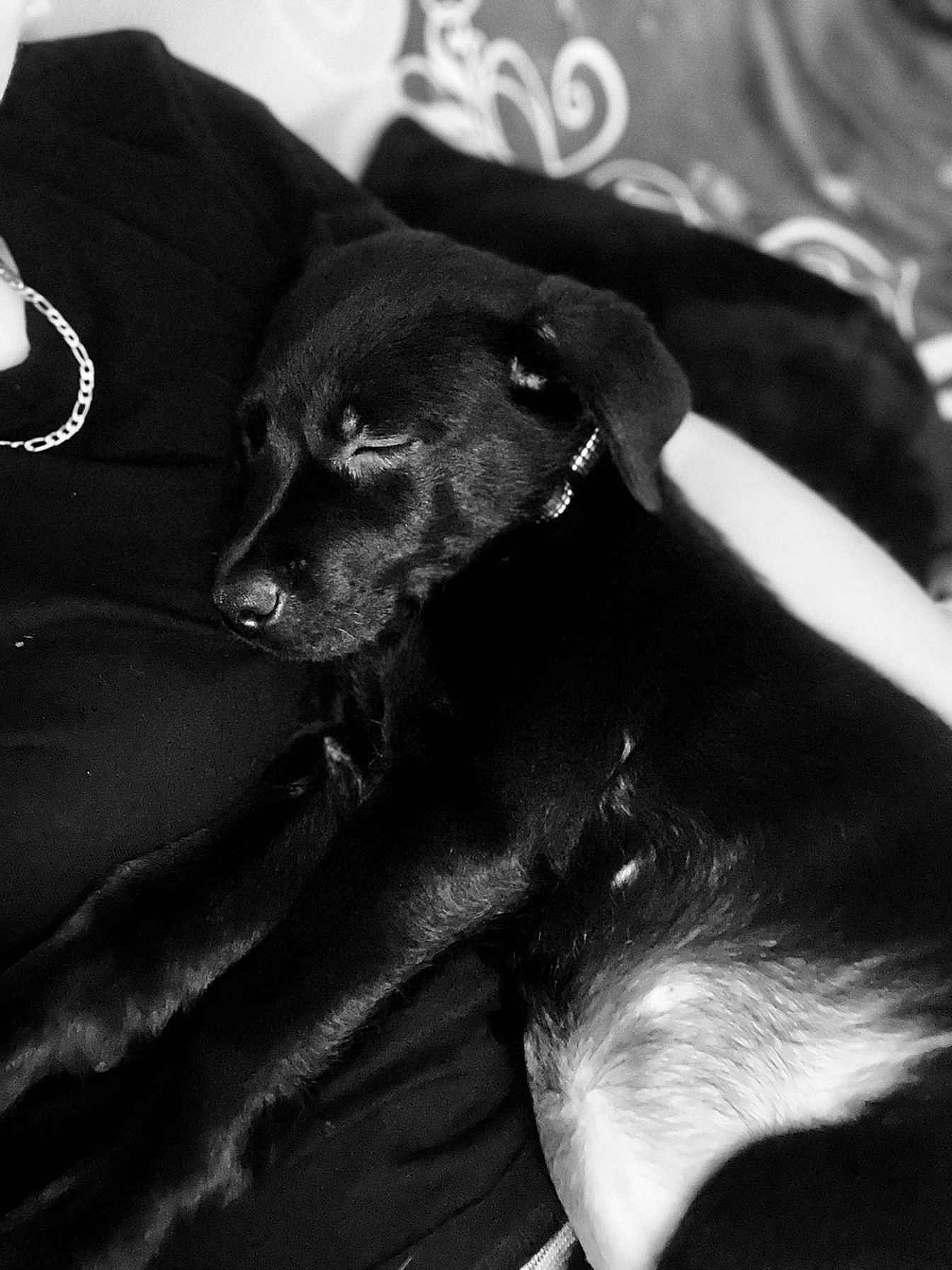 Chelsea a rejoint le concours — aidez-le/la à gagner de superbes lots ! black, black_and_white, canidae, carnivore, comfort, companion_dog, dog, dog_breed, fur, guard_dog, human_leg, monochrome, monochrome_photography, paw, sporting_group, style, terrestrial_animal, toy_dog, whiskers, working_animal