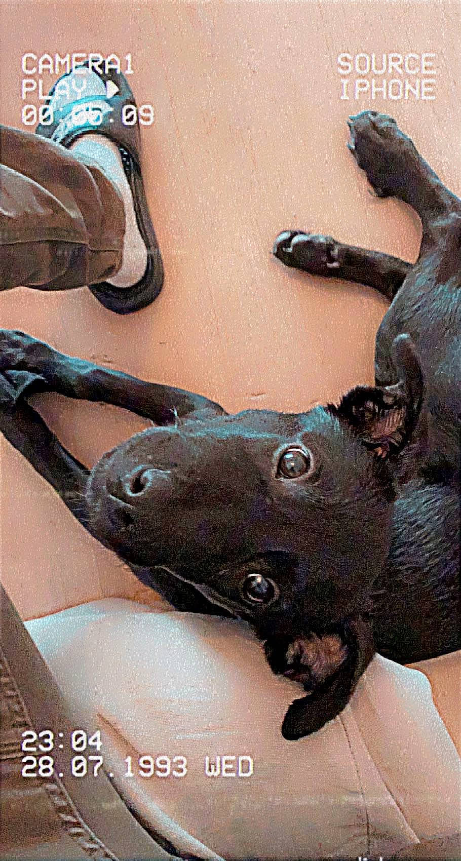 Chelsea participe au concours pour gagner de l'argent avec cette photo : art, bronze_sculpture, fashion_accessory, fawn, fictional_character, fur, helmet, horn, jewellery, metal, personal_protective_equipment, sculpture, snout, terrestrial_animal, visual_arts, wood, working_animal, wrist