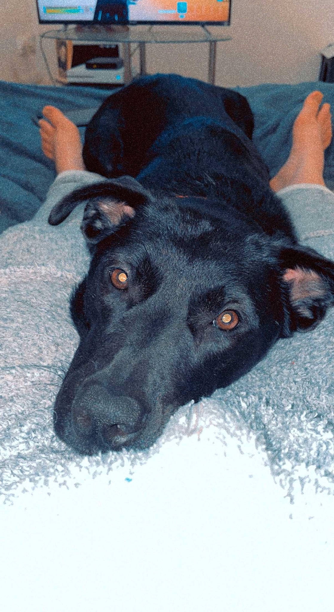 Chelsea a rejoint le concours — aidez-le/la à gagner de superbes lots ! borador, canidae, carnivore, collar, companion_dog, dog, dog_breed, electric_blue, eye, fur, guard_dog, labrador_retriever, non_sporting_group, snout, sporting_group, street_dog, whiskers, working_animal, working_dog