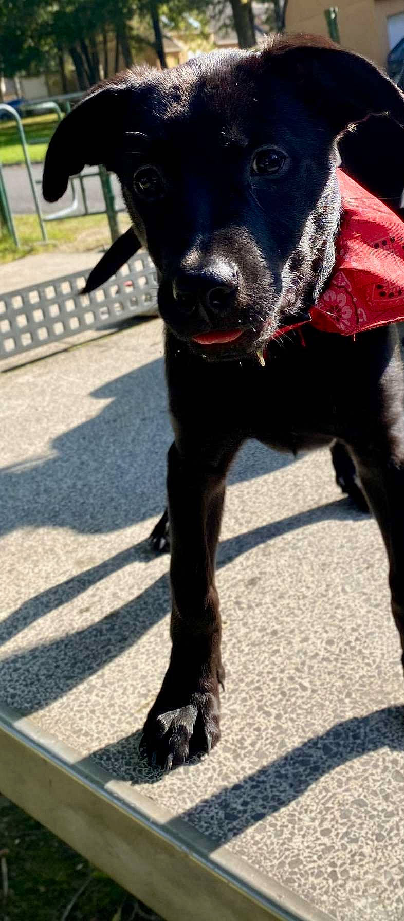 Chelsea a rejoint le concours — aidez-le/la à gagner de superbes lots ! borador, carnivore, collar, companion_dog, dog, dog_breed, dog_collar, electric_blue, fawn, fur, guard_dog, leash, pet_supply, shadow, snout, sporting_group, tail, whiskers, working_animal, working_dog